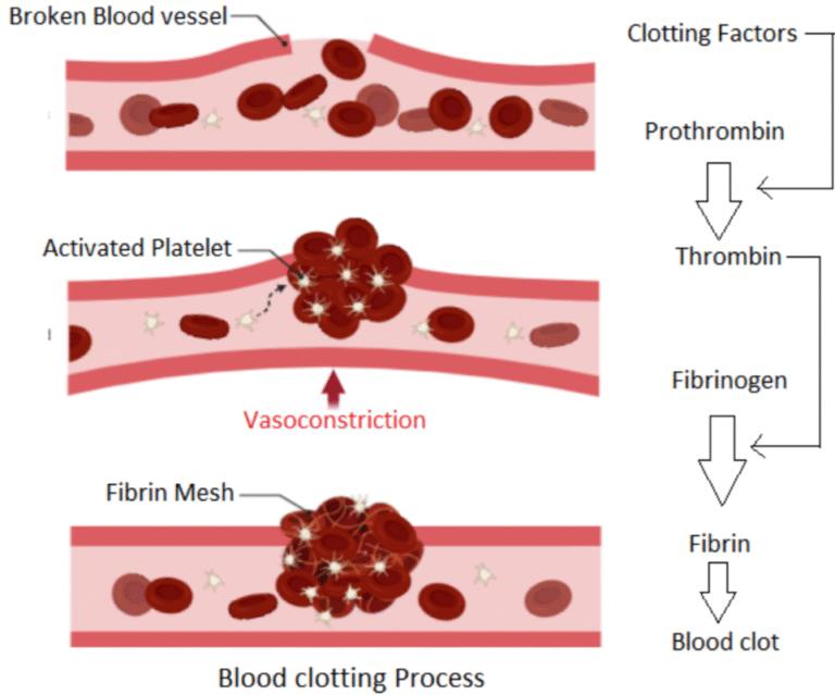 Blood clotting cascade