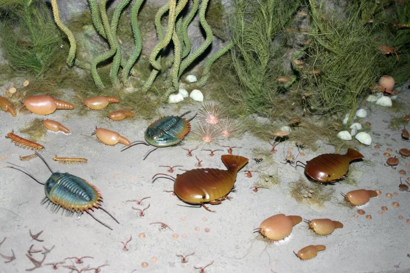 Cambrian marine life