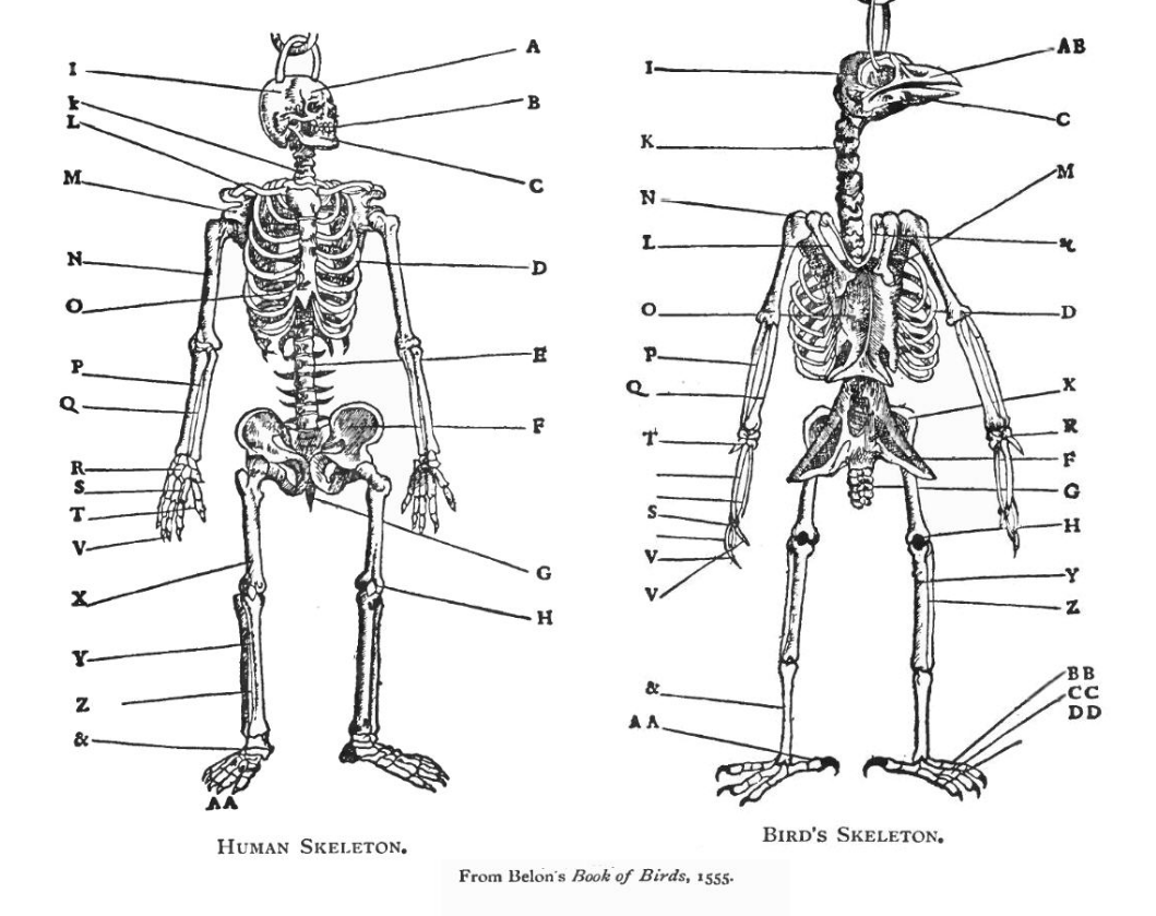 Homologous human and bird skeletons