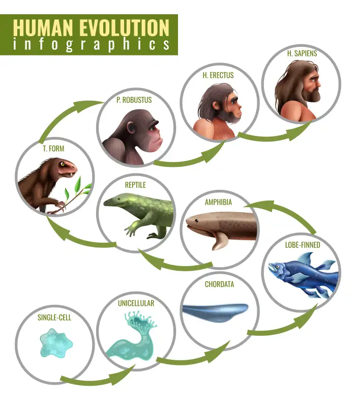 Textbook diagram of linear evolution from single cell to H. sapiens