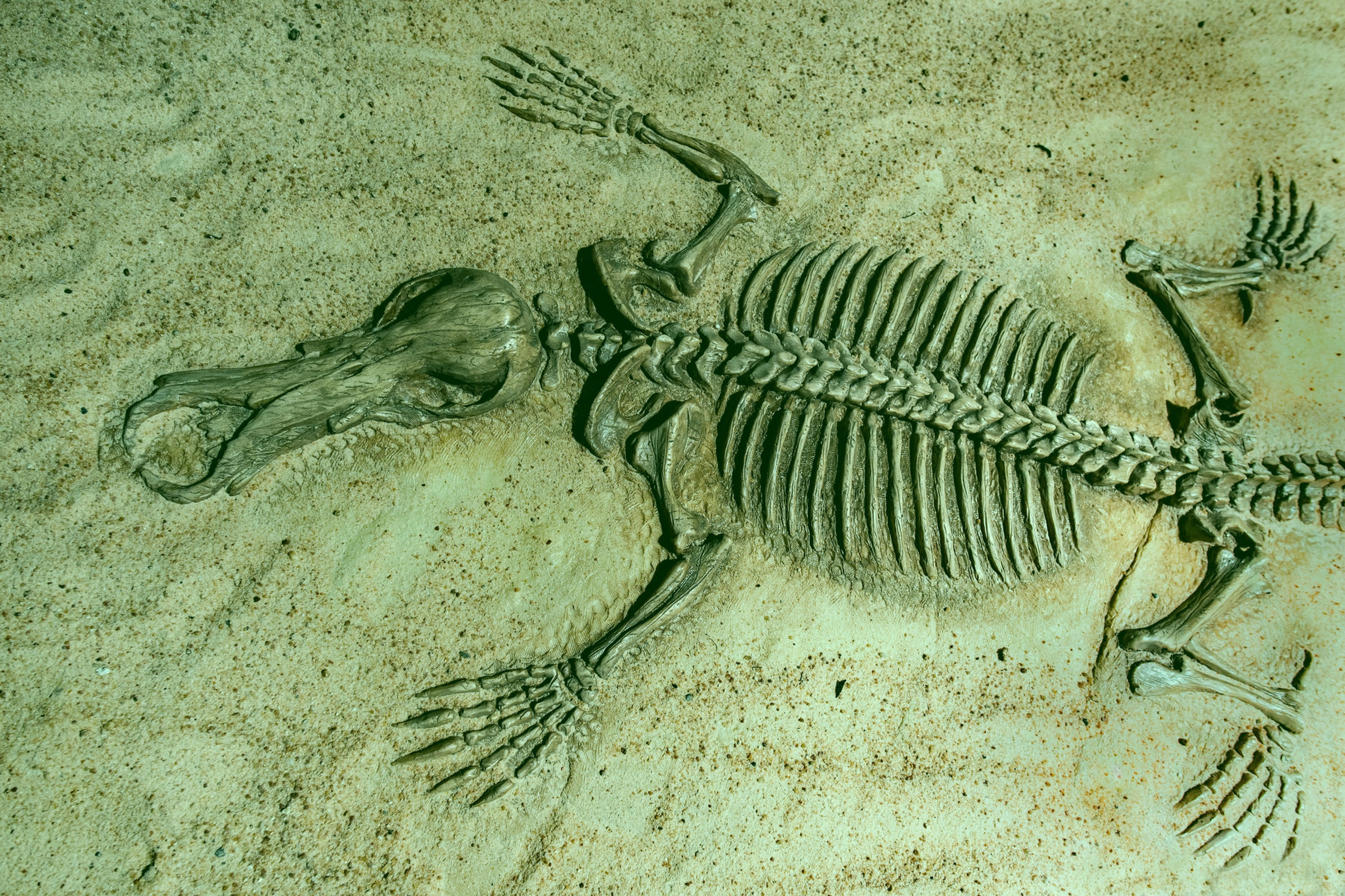 Fossilized skeleton