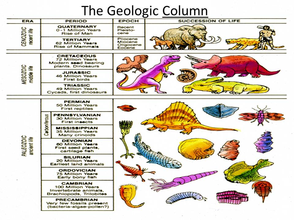 Geologic column with succession of life