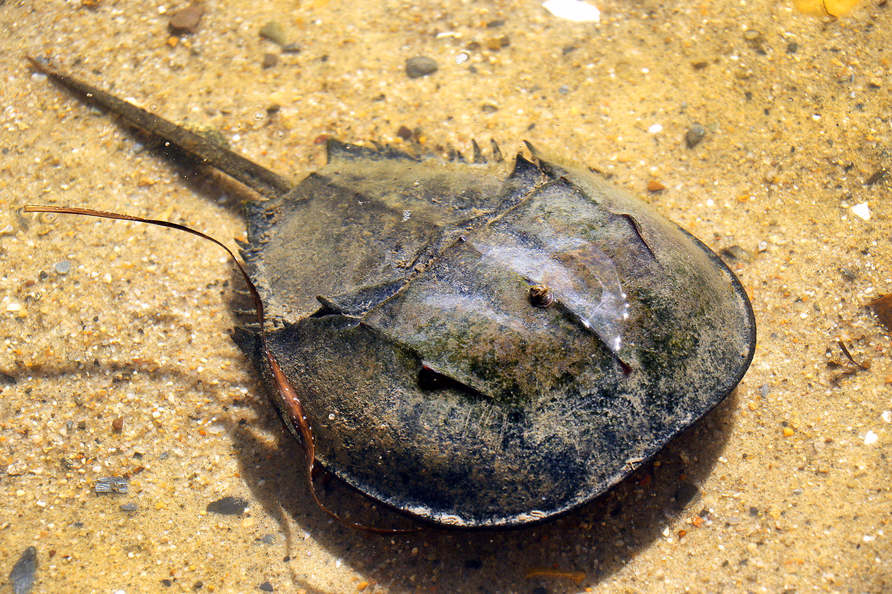Living horseshoe crab — unchanged 450 million years