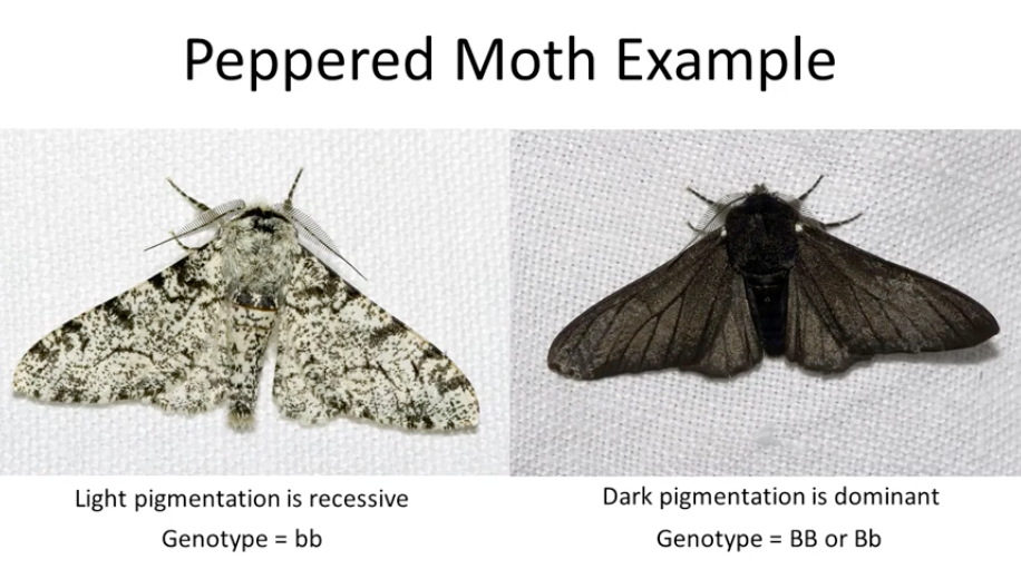 Peppered moth — light and dark morphs