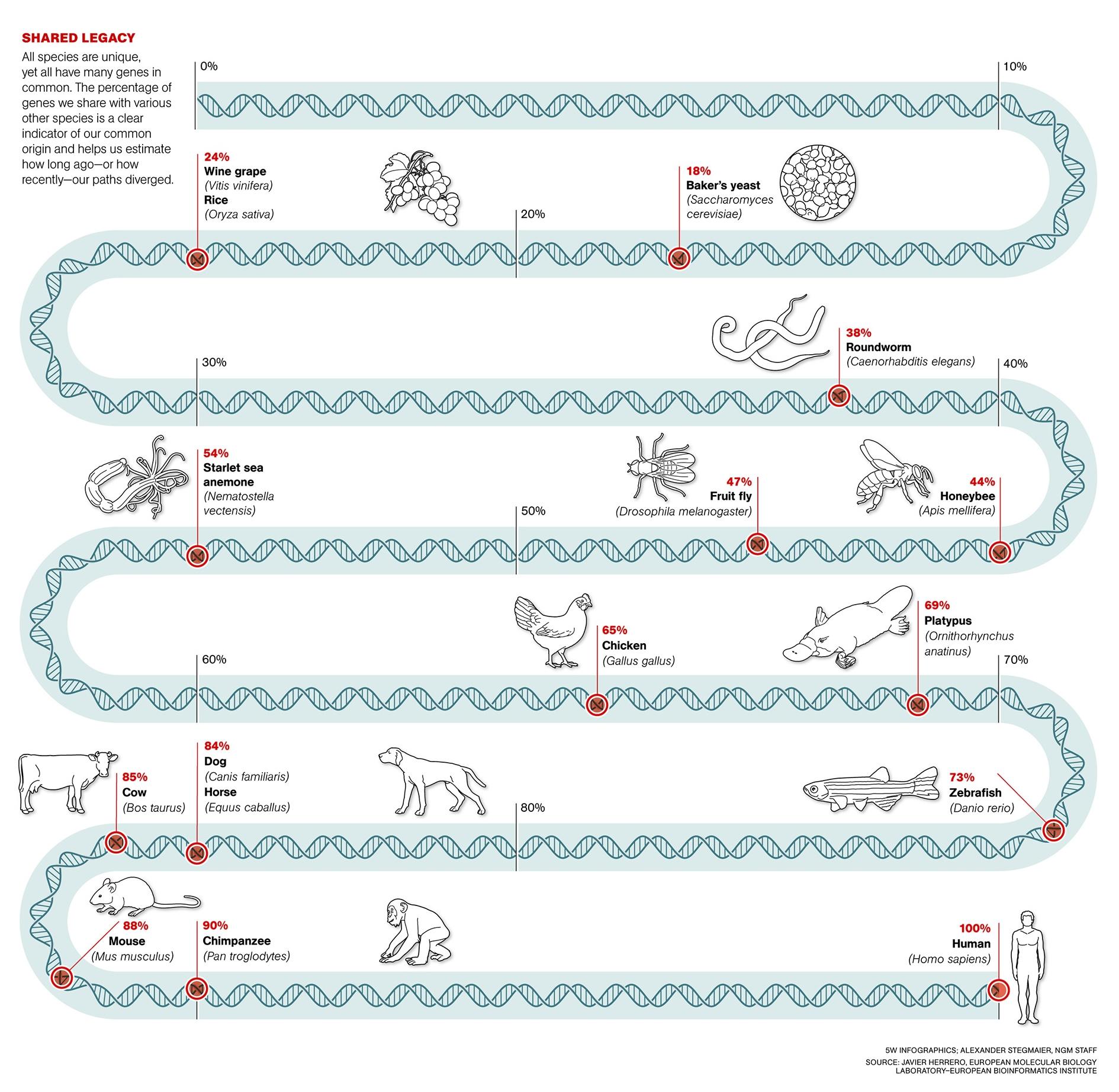 Shared DNA across species